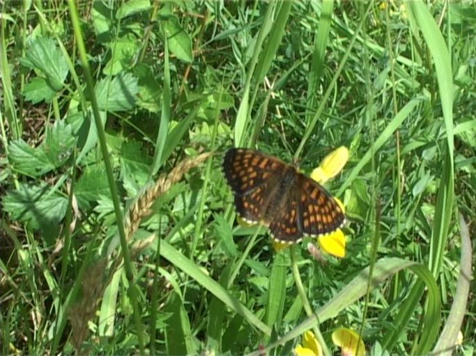 Scheckenfalter ( Melitaea ) : Nettersheim/Urfttal, Eifel, 18.06.2006